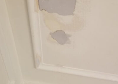 Pet Damage to Wall Paint